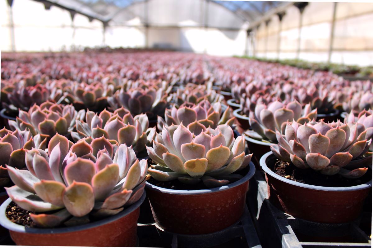 Viplant