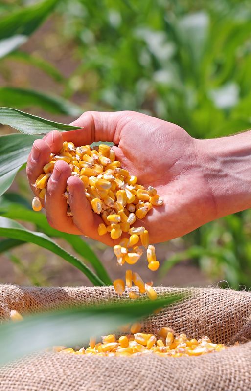 Le Portugal, pays à l’honneur du SIAM 2026