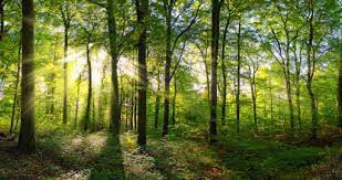 floresta