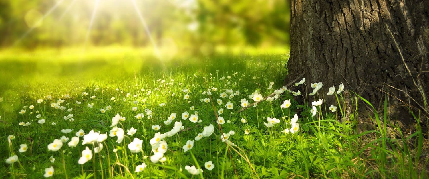 Agroalimentar e Floresta
