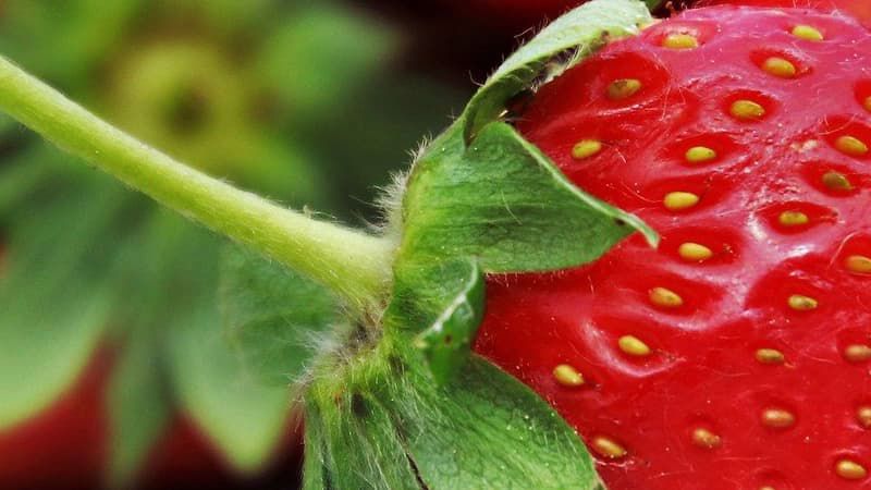 Morango