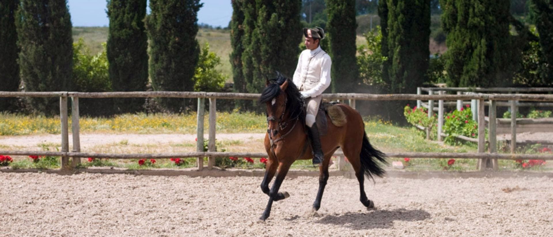 cavalo