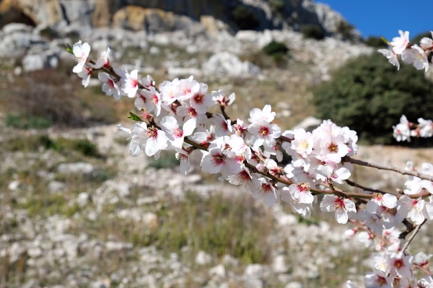 amendoeira