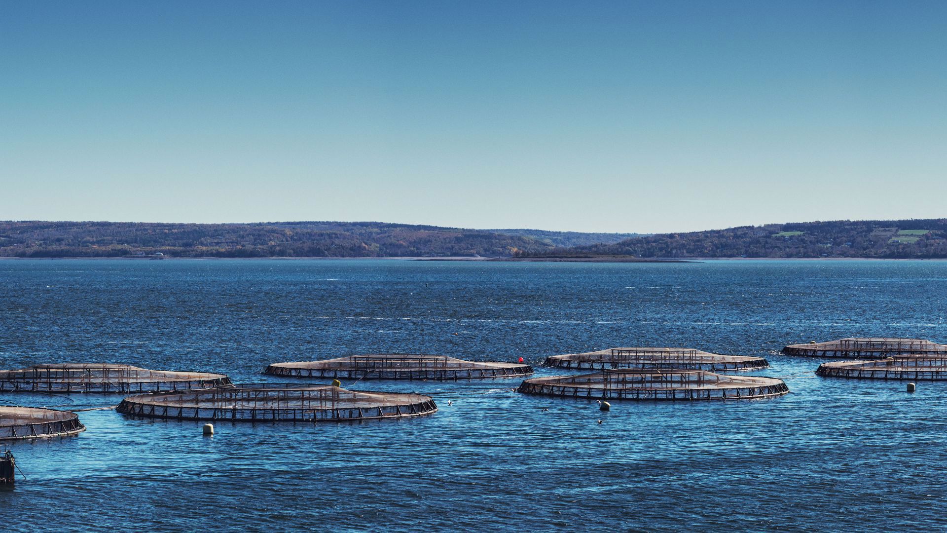 Aquicultura