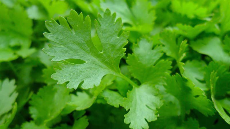 agroalimentar