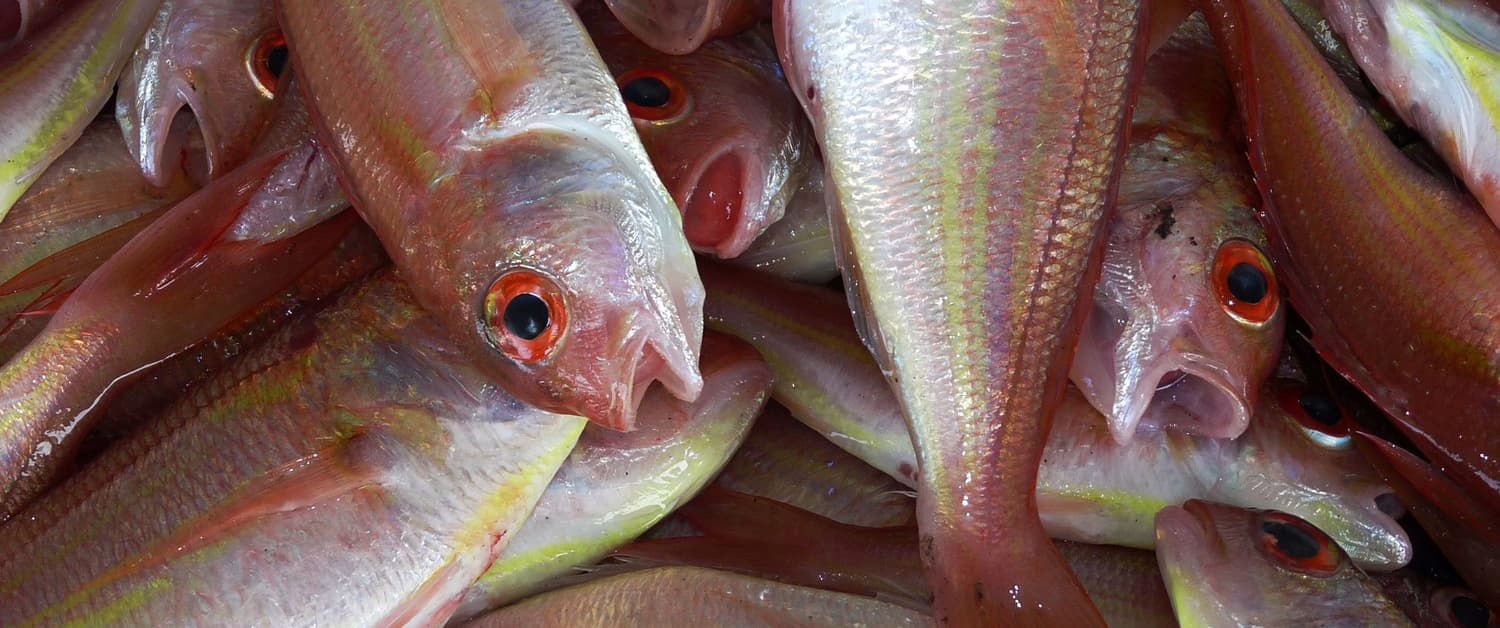 fish
