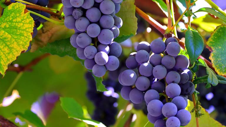 Vinho