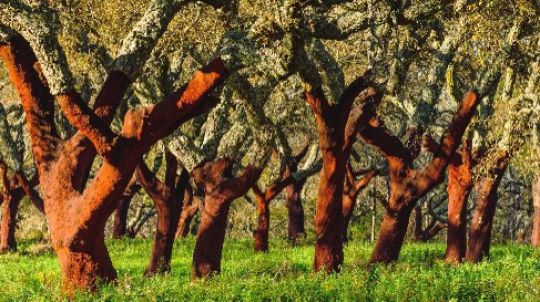 Portugal Reinvents Cork
