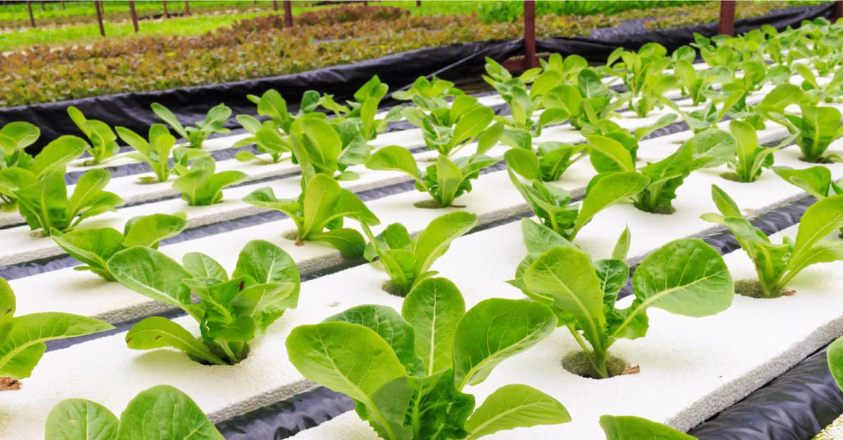 Sustentabilidade e inovação em Agroalimentar