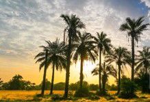 Guiné Bissau