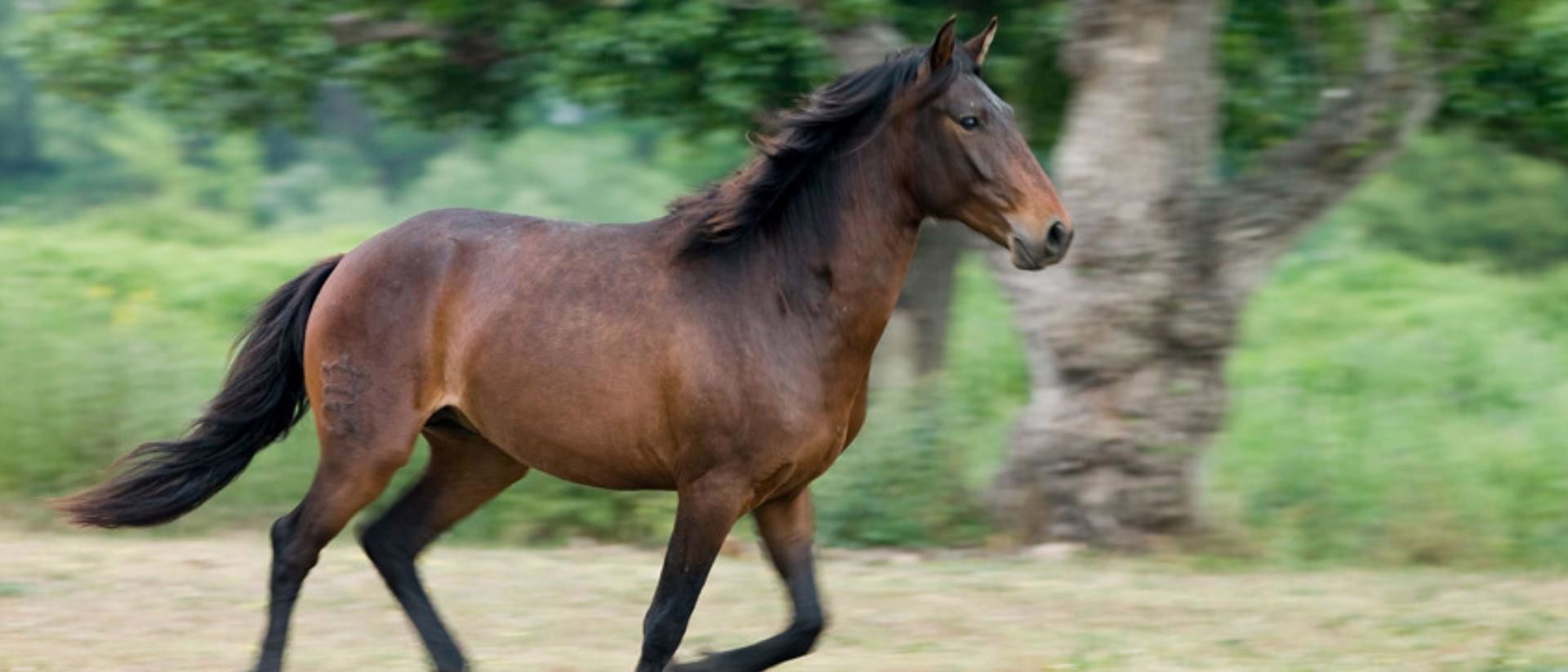 cavalo