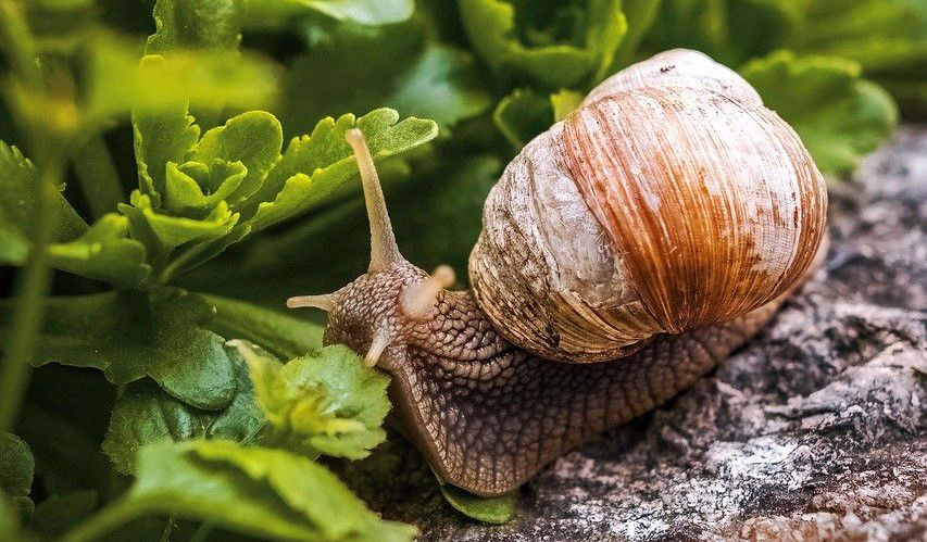 caracol