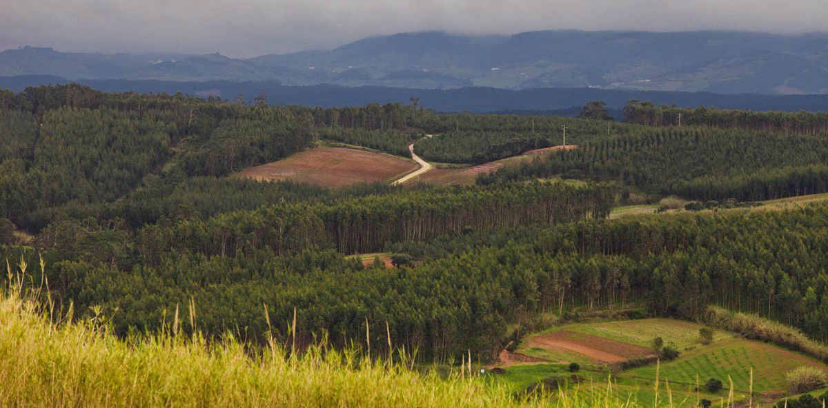 Floresta